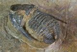 Sculptoproetus Trilobite - Rare Proetid #71684-4
